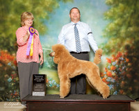 Standard Poodle Sun RBIS Jenifer BIlls