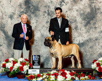 Bullmastiff #19 Sat BOW Maj NC Sanchez Robin Judge Mr Robert Stein