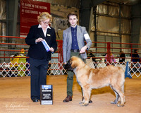 Leonberger #7 Sun BOW OL
