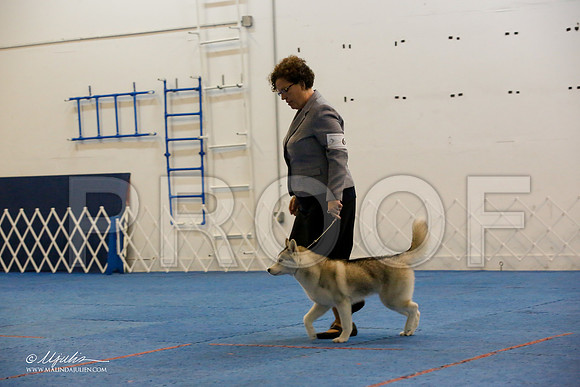 _M3_0487-AddisonHuskyMar2015-HR3
