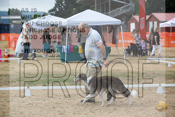 Ringside Longview WA 2024 Silken Windhound #444_JJL_3425_Longview WA_2024_HR3