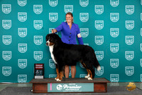 Bernese Mountain Dog #1173 Sun G2 Judge Tracie Karsjens