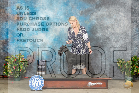Schnauzer Std #18 Sat WBCH Judge Helene NietschMJP_9385_SA2023_HR3