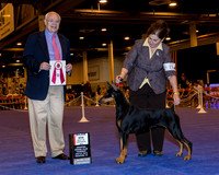Doberman Pinscher #6 Maj BOS Thrs Starteri Sam & Ali & Nikki Mcclendon Agent Nikki Mcclendon Judge Mr Ronald H Menaker