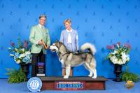 Alaskan Malamute #6 THUR BOB BOBOH Judge Douglas Johnson