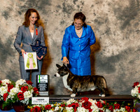 Cardigan Welsh Corgi #9 Sat BISweeps Macnair Dr Elizabeth S & Eleanor S Macnair Judge Ms Eileen Kosakowski
