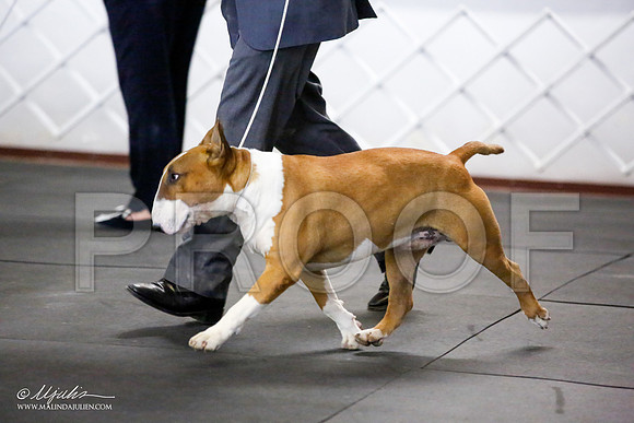 _JJ_4082-BullTerrierAzilApr2016-HR3