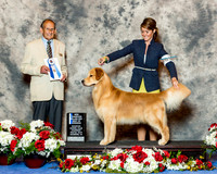 Golden Retriever #65 Thrs NC BOW Maj Ng Man Kit & Julie Mackinnon Agent Rebecca Heimann Judge Mr Robert A Indeglia