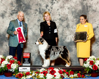 Australian Shepherd #23 Fri G2 Bertero Marcia Judge Robert Stein