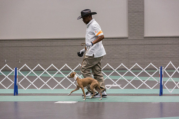 Italian Greyhound Sat Ring_JJL_0784_UKCLNGVIEWOCT2024_2024_HR3
