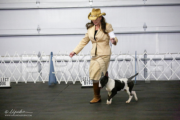 _JJ_2242-BullTerrierAzilApr2016-HR3
