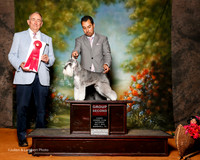 Miniature Schnauzer #5 Sat G2 Gish Sharon Agent Alfonso Escobedo Judge Brian Meyer