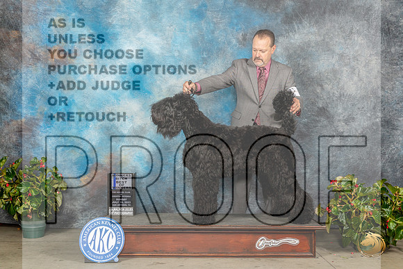 Black Russian Terrier #6 Sun BOW Judge Jay RichardsonMJP_0102_SA2023_HR3