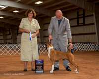 Boxer #16 Sun BOW Nygren Kathleen Agent Michael Shepherd Judge Danelle Brown