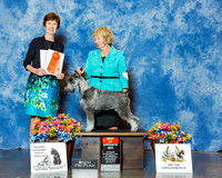 Standard Schnauzer #52 Wed BOS Lomando Winona Agent Jeffrey Thomas Arch Judge Ms Georgia Sabean