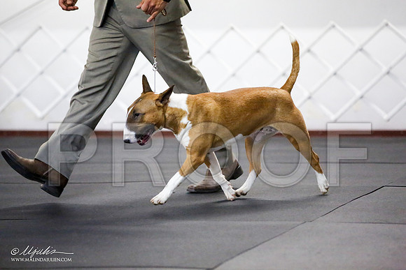 _JJ_0858-BullTerrierAzilApr2016-HR3