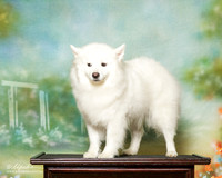 American Eskimo Sat S1 Custom Sally Bendoa