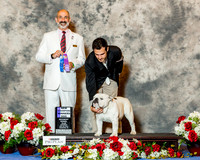 Bulldog #19 Sat WD NC Chang Kenneth & Sarah & Wendell & Pat Tinsley Judge Dr Kenneth H Levison