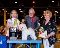 Bichon Frise #6 Wed Best in Sweeps Bellinger Angela Judge Jacqueline Fein