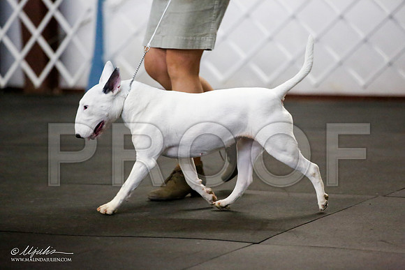 _JJ_3550-BullTerrierAzilApr2016-HR3