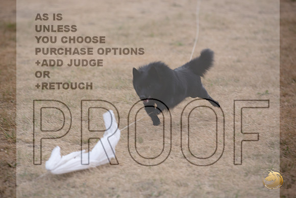 Schipperke Percision Coursing Sat Longview WA 2024_JJL_3770_Longview WA_2024_HR3