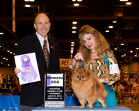 Pomeranian #5 Thrs WD Ament Adam & Sherry Judge Mr Larry C Abbott