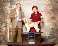 Cocker Spaniel #10 Sun BOW Gordon Karen and Mary Napper Judge Jeffrey Pepper