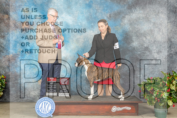 Boxer #18 Fri WBBOSOHBOB Judge Dr Michael Woods-MJP_7749e_SA2023-HR3