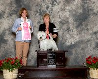 West Highland White Terrier #5 Sat OH G1 Davis Darlene Cox Judge Grace Fritz