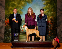 Whippet #11 Sun BOB Granville Nickie and Rachel Judge Dana Cline
