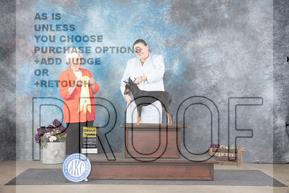 Machester Terrier #6 Sat G3 Judge Gloria Kerr__JP_7328_Belton_2024_HR3