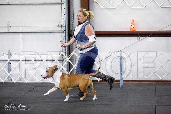_JJ_2796-BullTerrierAzilApr2016-HR3