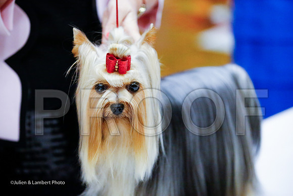 _JJ_7174-YorkieNatJul2016-HR