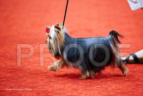 _JJ_6843-YorkieNatJul2016-HR