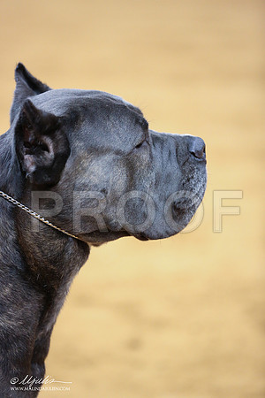 Cane-5262-IABCAFWSPT13-HR