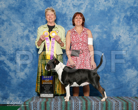 _R1_9417-2-BullTerrierAzlApr2016-HR3