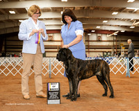 Mastiff #12 Sat BOB Slone Elise Judge Grace Fritz