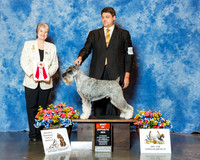 Standard Schnauzer #89 Wed BOW Katzenstein T & S Dr C Herbel Spears Judge Mrs Marion Kidd