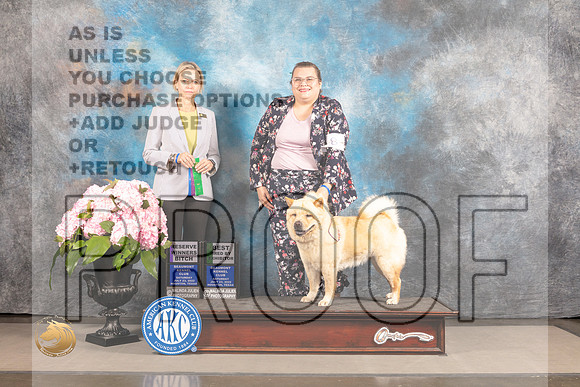 Chow Chow #8 SAT RW BBE BOB Judge Patricia Sosa_MJ_6817_Houston_2022_HR3