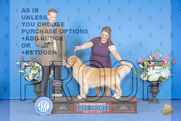 Golden Retriever #26 SAT BOB Judge Ronald Freeman__JP_9956_Houston_2024_HR3