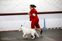 White Open Dog Fri Ring