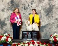 Lhasa Apso #10 Thurs NC Maj BOS Kimzey Joyce Helen Agent Sue Cannimore Judge Sari Brewster Tietjen