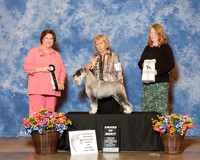 Standard Schnauzer #90 Fri SD Lomando Nomi Agent Brenda Lee Combs Judge Nikki Riggsbee