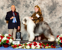 Old English Sheepdog #15 Sun NC BOW Conkright Jeanne C Jere Marder Judge Robert Shreve