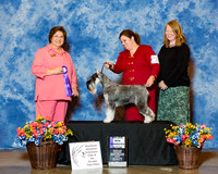 Standard Schnauzer #108 Fri Maj WB Defontes June and Shawne Imler Judge Nikki Riggsbee