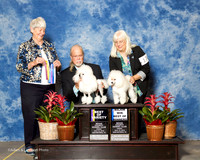 Poodle Toy #22 and #17 Fri BOW BOV Maj King Gordon and Alma and Martha Carroll Jude Anne Katona