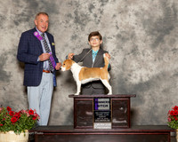 Beagle 13in Sun WB Wolf Ann M and David R Wolf Judge Desmond Murphy