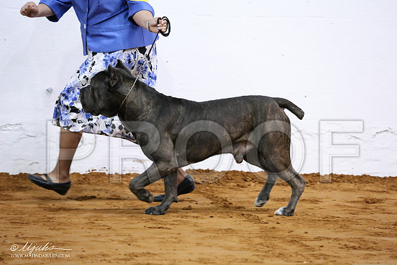 Cane-7052-IABCAFWSPT13-HR