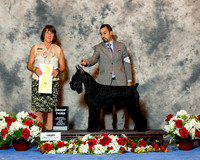 Giant Schnauzer #12 Sun g3 Reed Chris and Holly Maryann Bisceglia and Mike Reese Agent Alfonso Escobedo Judge Helene Nietsch