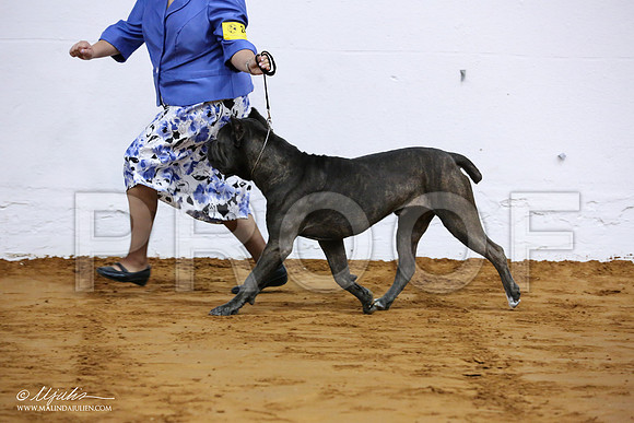 Cane-7056-IABCAFWSPT13-HR